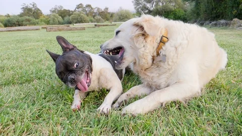 Two dogs play in the park Vidéo 82670620