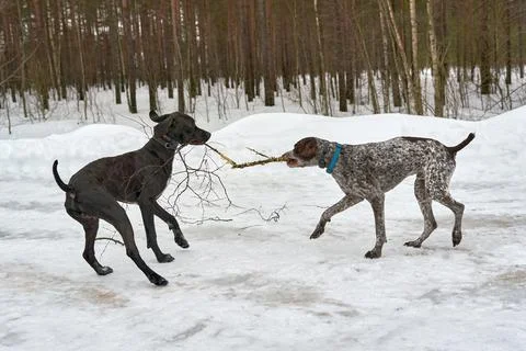 Two dogs play pulling a branch in the winter forest Stock Photos