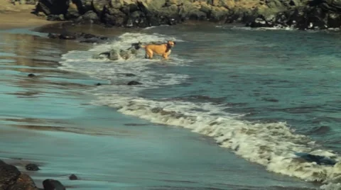 Two dogs play at the seashore Stock Footage 49638630