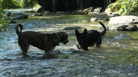 Two dogs play in a small stream in slow motion Video stock 121545891