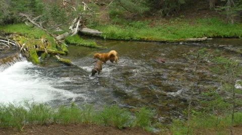 Two dogs play together in the river Stock Footage 58800666