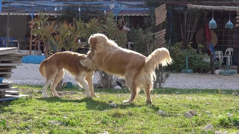 Two dogs play under sun Video stock 73299418