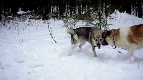 Two dogs play in the winter forest. Stock Footage 83833678