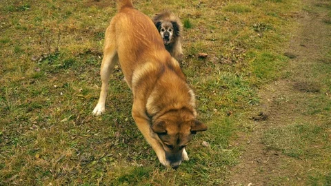 Two dogs play in the yard. They jump and barking. Redhead dogs. Stock Footage 100375462