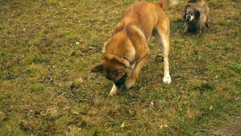 Two dogs play in the yard. They jump and barking. Redhead dogs. Stock Footage 100375481