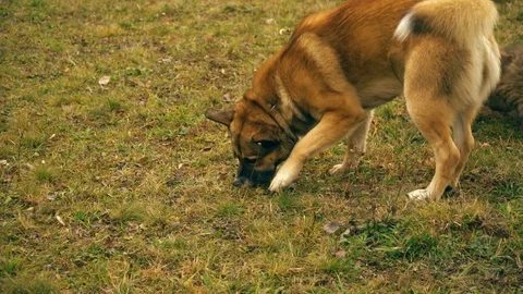 Two dogs play in the yard. They jump and barking. Redhead dogs. Stock Footage 100388096