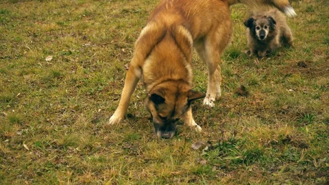 Two dogs play in the yard. They jump and barking. Redhead dogs. Stock Footage 100388177