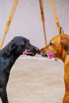 Two dogs playfully interact with pink toys Foto stock