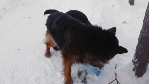 Two dogs playfully tug and investigate bottle amidst icy snow and pine needles Video stock 332039832
