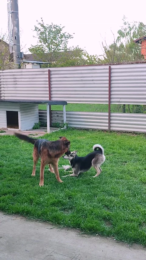 Two dogs playing actively on grass lawn in the backyard Vídeos de archivo 342514180