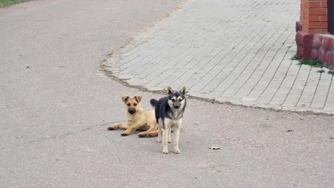 Two dogs playing and hugging on the street, then turning to look at the camera Stock Footage 304814183
