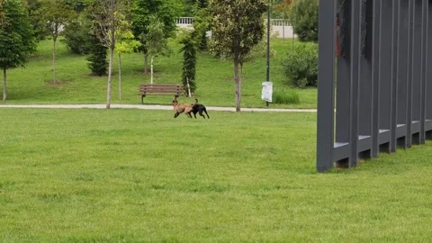 Two dogs playing and running in green park Vidéo 310250693