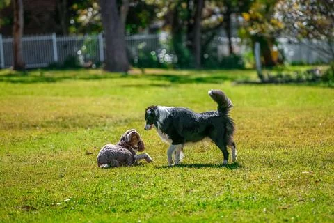 Two dogs playing around on the grass in the park Stock Photos