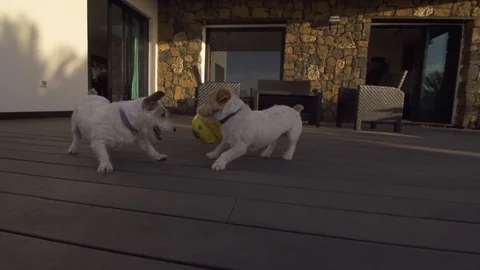 Two dogs playing with ball in resort Stock Footage 85815460