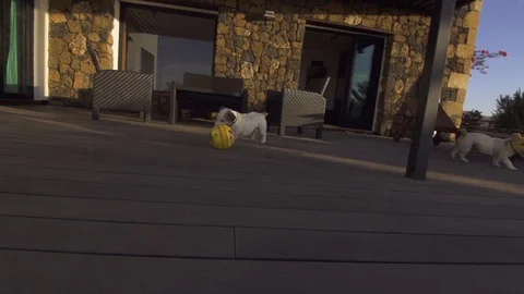 Two dogs playing with ball in slow motion at resort Stock Footage 85815694