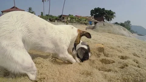 Two Dogs Playing at Beach Digging in Sand. Slow Motion Stock-Footage 54996347