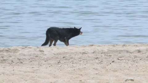Two dogs playing on a beach Stock Footage 37116788