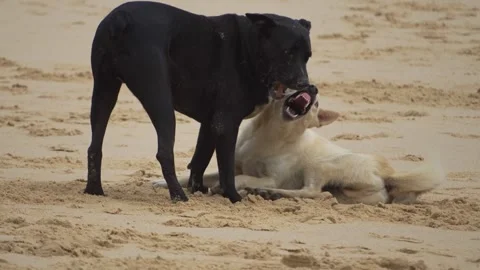 Two dogs playing at the beach Stock Footage 315841579