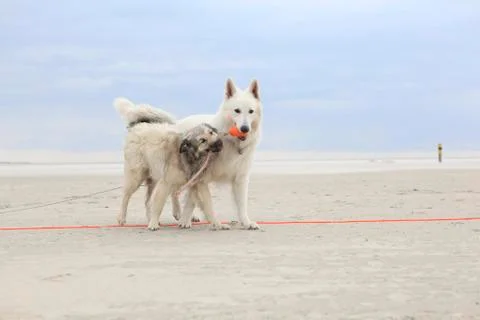 Two dogs playing on the beach Stock Photos