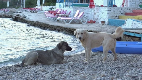 Two dogs playing on the beach at the seaside on a summer sunny day Video stock 97195892