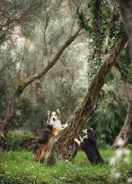 Two dogs playing between trees Stock Photos