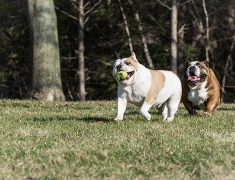 Two dogs playing catch Stock Photos