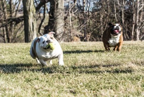 Two dogs playing catch Stock Photos