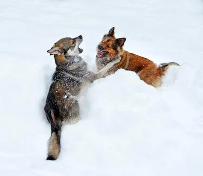 Two dogs playing in a deep snowdrift Stock Photos