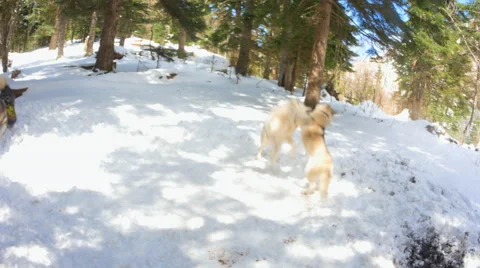 Two dogs playing with each other prevents them from third Stock Footage 50409847