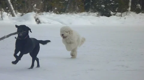 Two Dogs Playing Fetch in Snow Stock Footage 8911949