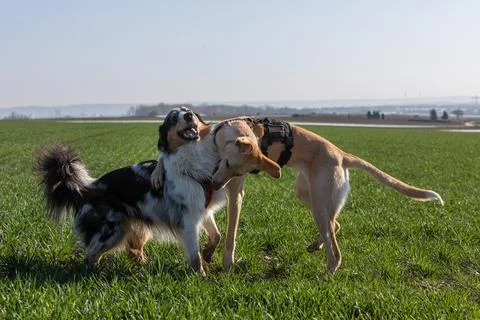 Two dogs playing on a field Stock Photos