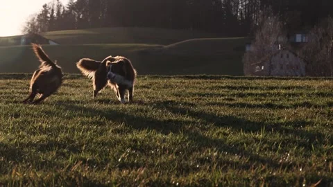 Two dogs playing in a field with the sun shining on them Stock Footage 270206812