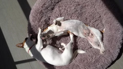 Two dogs playing fighting lying on fluffy purple pet bed Vídeo Stock 241729698