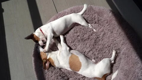 Two dogs playing fighting lying on fluffy purple pet bed Vídeo Stock 241729714