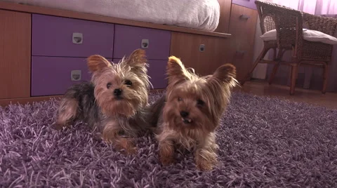 Two dogs playing Stock Footage 54607328