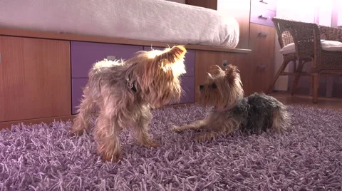 Two dogs playing Stock Footage 54607767