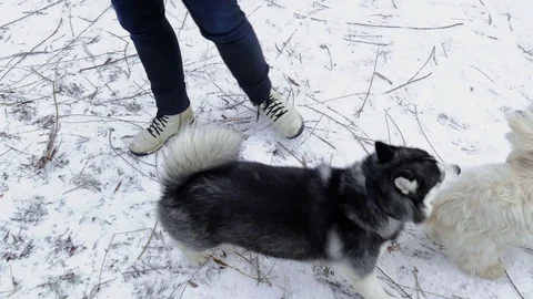 Two dogs playing Stock-Footage 78875097