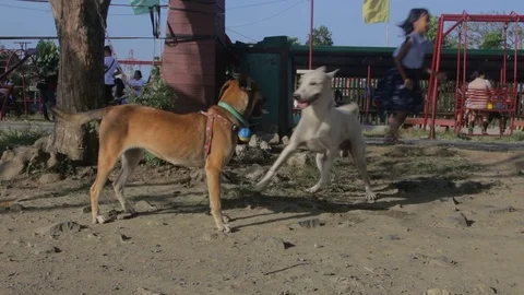 Two dogs playing Stock Footage 87709344