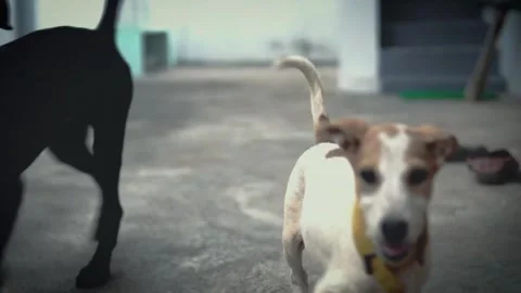 Two Dogs Playing Stock Footage 303908282