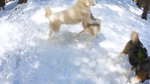 Two dogs playing in front of the third Stock Footage 50408239