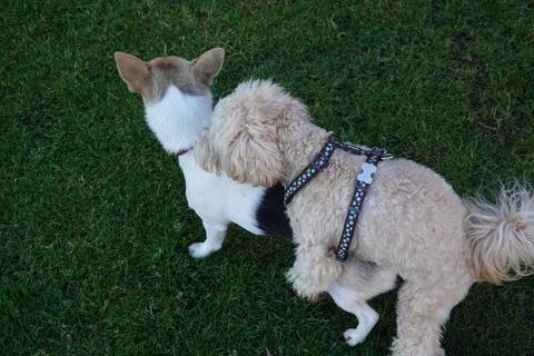 Two dogs playing on grass: a cavapoo mounts a chihuahua Foto stock