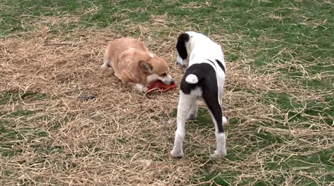 Two dogs playing on the grass Видео 35757545