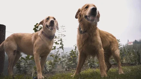 Two dogs playing on grass Stock Footage 106501862