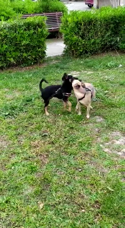 Two dogs playing grass Stock Footage 159222820