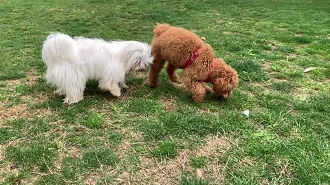 Two dogs playing on the grass Stock Footage 173006081