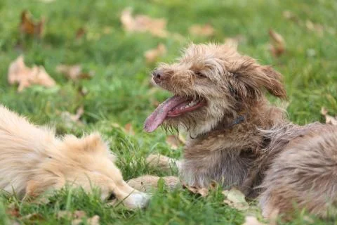 Two dogs playing in the grass Foto stock