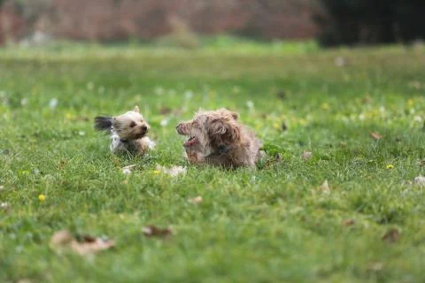 Two dogs playing in the grass Stock Photos