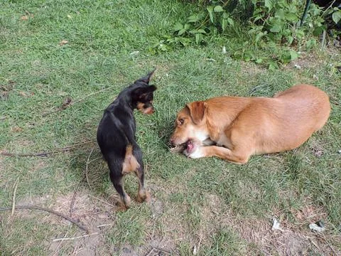 Two dogs playing in grass Stock Photos