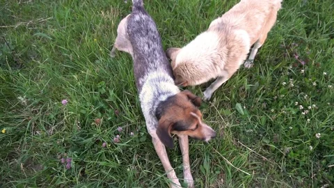 Two dogs playing on the green grass. slow motion Stock Footage 76963080