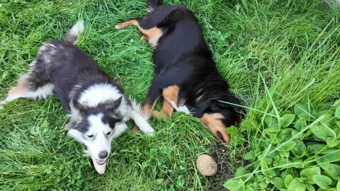 Two dogs playing on green grass . Stock Footage 317327029
